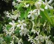 JASMINUM OFFICINALIS