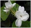 JASMINE SHRUBS2