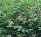 LICORICE GLYCYRRHIZA GLABRA