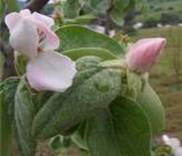 QUINCE CYDONIA OBLONGA