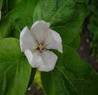 QUINCE SHRUBS