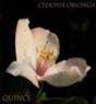 QUINCE HERBS2
