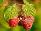 RASPBERRY PUBUS IDEAUS