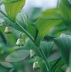 SOLOMONS SEAL POLYGONATUM