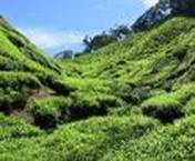 TEA CAMELLIA SINENSIS