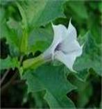 THORNAPPLE DATURA STRAMONIUM