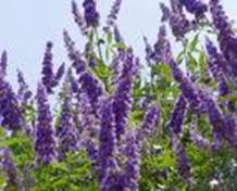 VITEX AGNUS CASTUS