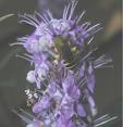 VITEX SHRUBS1