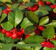 WINTER GREEN GAULTHERIA