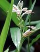 CARDAMOM LEAVES