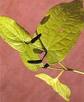 CUBEB FLOWERS