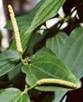 CUBEB PLANTS