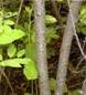 ALDER BUCKTHORN PARTS