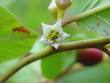 ALDER BUCKTHORN TREES2