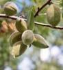 ALMOND TREES2