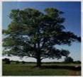 ASH TREE FRAXINUS AMERICANA