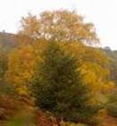 BIRCH TREE PENDULA