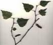 BIRCH TREES1