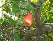 CAJEURIO ANACARDIUM OCCIDENTALE