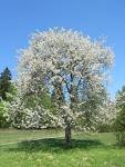 CHERRY PRUNUS AVIUM