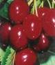 CHERRY PARTS