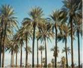 DATE PALM TREE DACTYLIFERA