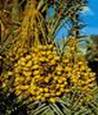 DATE PALM TREES2