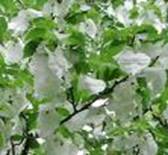 DOVES TREE DAVIDIA INVOLUCRATA