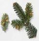 FIR TREE PARTS2