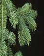 FIR TREES1