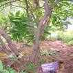 FRINGE TREE PARTS1