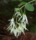 FRINGE TREES2