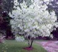 FRINGE TREE CHIONANTHUS VIRGINICUS