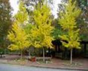 GINKGO BILOBA