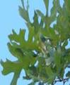 GOSPEL TREES2