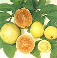 GUAVA TREE PARTS