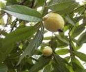 GUAVA PSIDIUM GUAJAVA