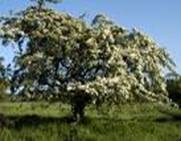 HAWTHORN CRATAEGUS MONOGYNA