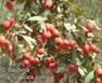 HAWTHORN TREES2