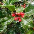 HOLLY TREES1