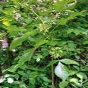 HOPTREE PTELEA TRIFOLIATE