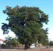 INDIAN TREE TAMARINDUS INDICA