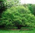 IRONWOOD CARPINUS CARO LINIANA