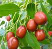 JUJUBE BERRIES TREES1