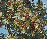 JUJUBE BERRIES ZIZIPHUS VULGARIS