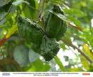 KOLA NUT TREES1