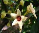 KOLA NUT TREES2