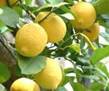 LEMON TREES2