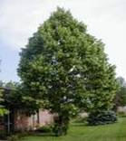 LINDEN TILIA AMERICANA