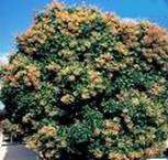 MANGO MANGIFERA INDICA